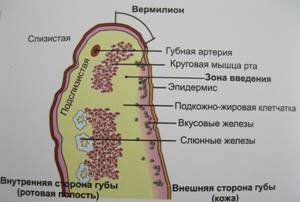 II. Небиодеградируемые и частично резорбируемые препараты - student2.ru