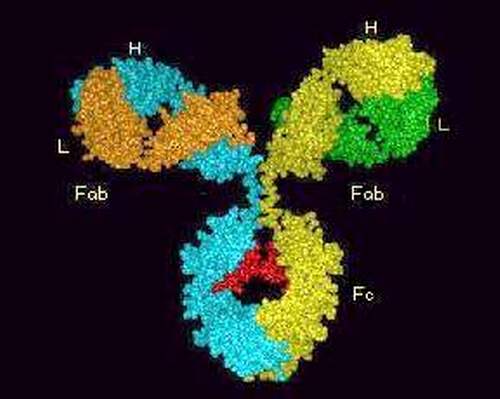 Иммуноглобулины как маркеры и распознающие молекулы. - student2.ru