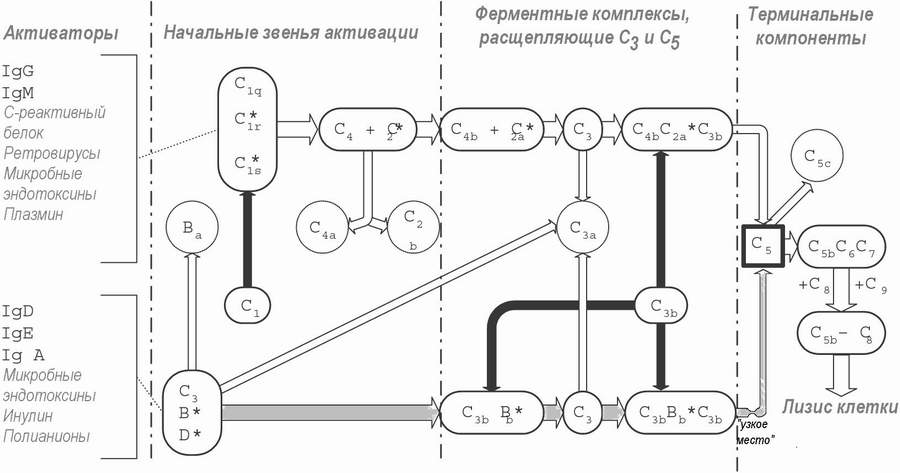 Иммуноглобулины как маркеры и распознающие молекулы. - student2.ru