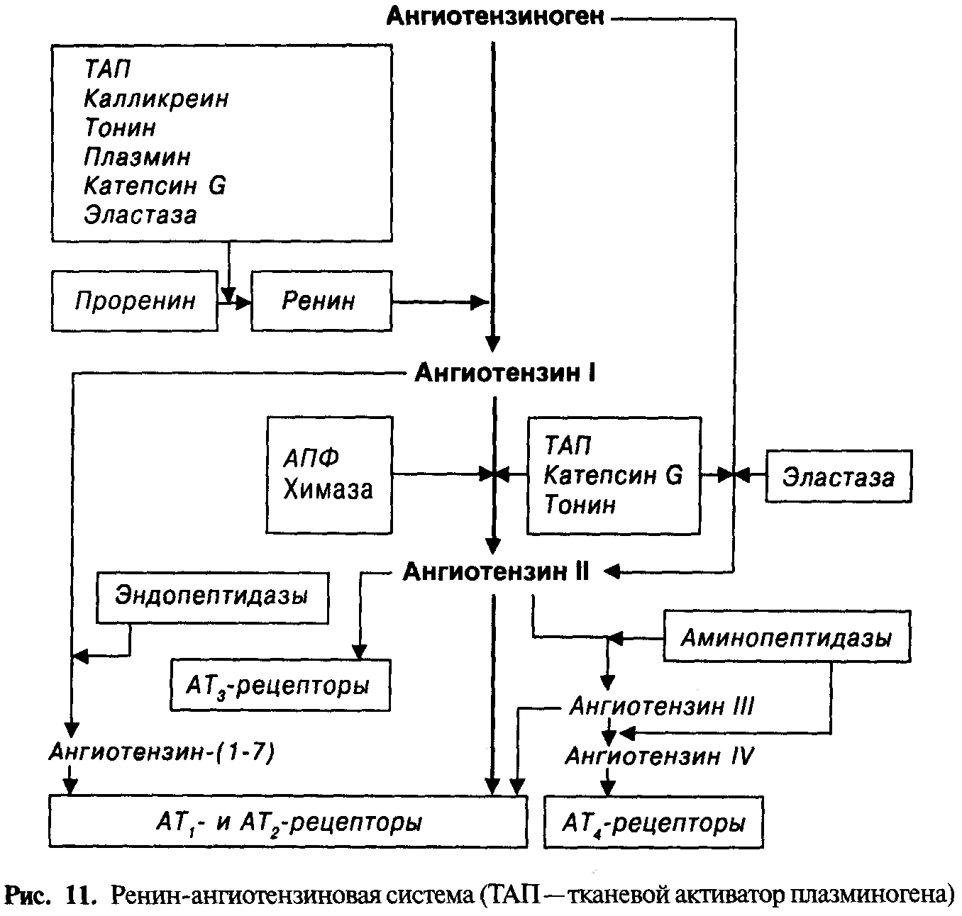 ингибиторы ангиотензинпревращающего фермента - student2.ru