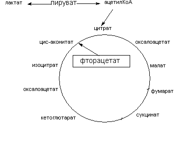 Ингибиторы ферментов цикла трикарбоновых кислот. Фторорганические соединения - student2.ru