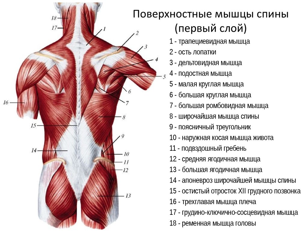 Иннервация и кровоснабжение колена - student2.ru