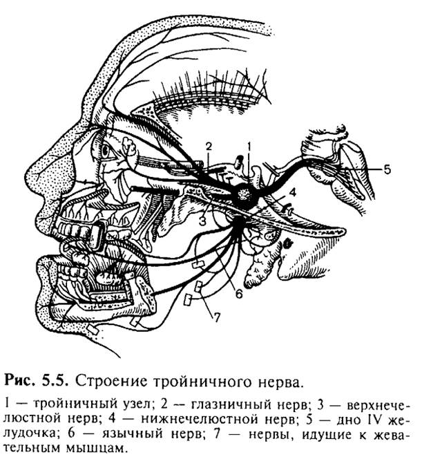 Иннервация зубов и челюстей - student2.ru