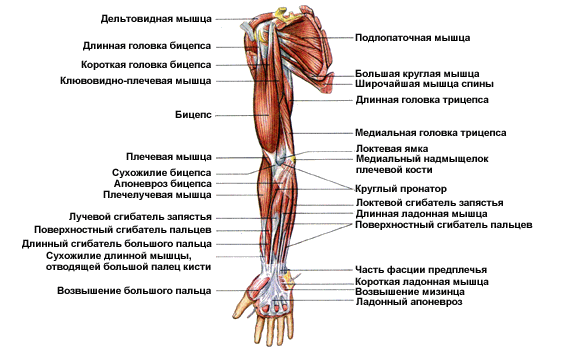 Иннервируется локтевым и срединным нервом - student2.ru