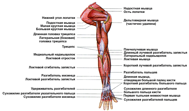 Иннервируется локтевым и срединным нервом - student2.ru