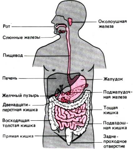 Инструкция для преподавателя - student2.ru