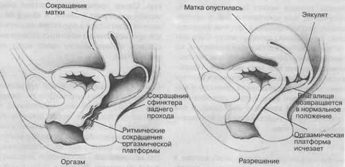 Источники сексуального возбуждения - student2.ru