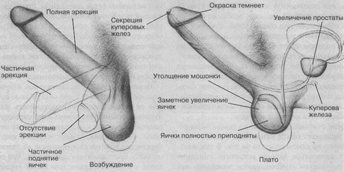 Источники сексуального возбуждения - student2.ru