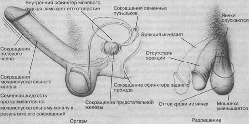 Источники сексуального возбуждения - student2.ru