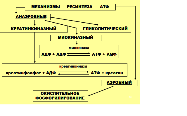 Источники энергии для мышечной работы - student2.ru