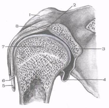 IV. Плечевой сустав (art. Humeri). - student2.ru