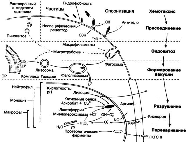 IV. Стадии и механизмы фагоцитоза. Причины незавершенного фагоцитоза. Методы фармакологической коррекции фагоцитоза. Стадии фагоцитоза - student2.ru