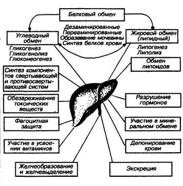 Из гуморальных факторов, повышающих активность желез желудка, следует отметить гастрин и гистамин. - student2.ru