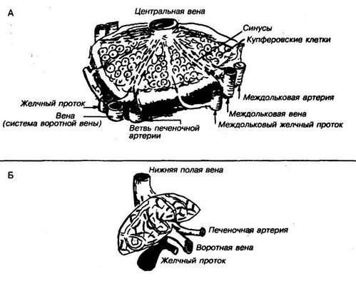 Из гуморальных факторов, повышающих активность желез желудка, следует отметить гастрин и гистамин. - student2.ru