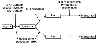 Из: Hunter T. Cooperation between oncogenes. Cell, 64: 249, 1991 - student2.ru