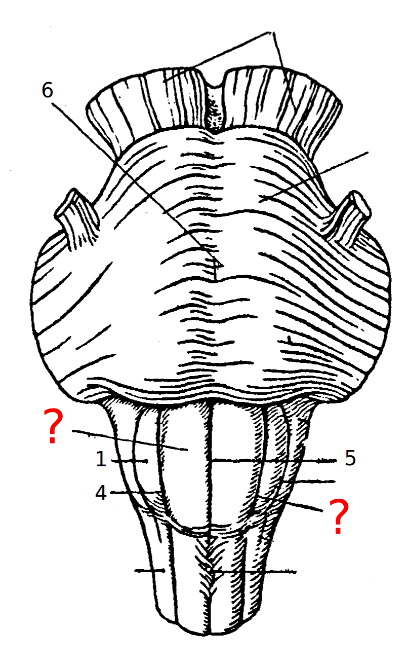 Из каких частей состоит мозжечок? - student2.ru