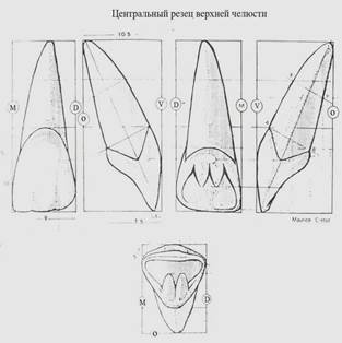 Изучение анатомического строения боковых зубов верхней челюсти. - student2.ru