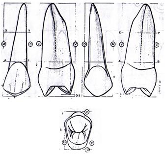 Изучение анатомического строения боковых зубов верхней челюсти. - student2.ru
