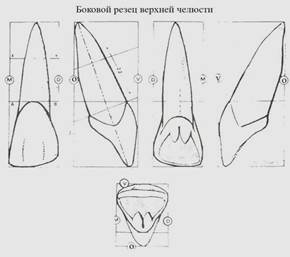 Изучение анатомического строения боковых зубов верхней челюсти. - student2.ru