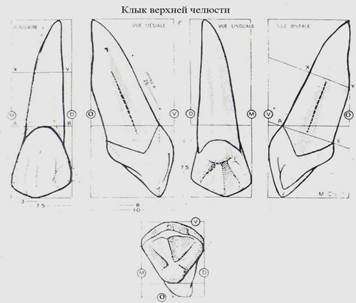 Изучение анатомического строения боковых зубов верхней челюсти. - student2.ru