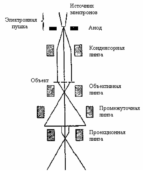 Изучение морфологии микроорганизмов с использованием темнопольного, фазовоконтрастного, люминесцентного и электронного микроскопов. - student2.ru