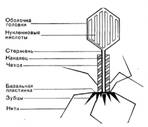 К 4гр: катаболические ферменты бактерий, необходимые скорее для питания бактерий, но также прямо или косвенно участвующие в осуществлении ими своих патогенных функций. - student2.ru