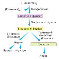 Назовите тип ингибирования активности этих ферментов акарбозой. - student2.ru