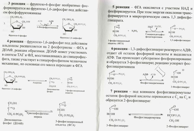 Как меняется структура и функции белков при повышении температуры? - student2.ru