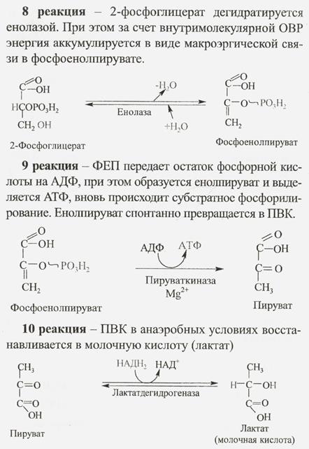 Как меняется структура и функции белков при повышении температуры? - student2.ru