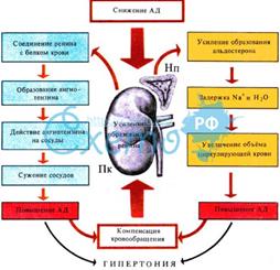 Какие изменения будут наблюдаться в анализах крови и мочи при заболеваниях почек (в том числе при электрофорезе белков сыворотки крови) - student2.ru