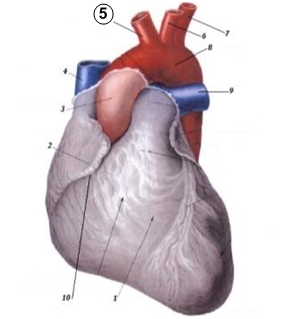 Какие отделы сердца кровоснабжает arteria coronaria dextra? - student2.ru