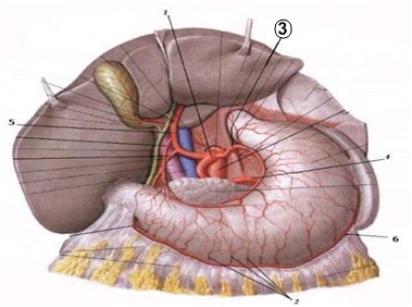 Какие отделы сердца кровоснабжает arteria coronaria dextra? - student2.ru