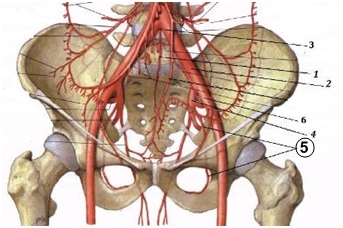 Какие отделы сердца кровоснабжает arteria coronaria dextra? - student2.ru