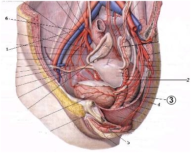 Какие отделы сердца кровоснабжает arteria coronaria dextra? - student2.ru