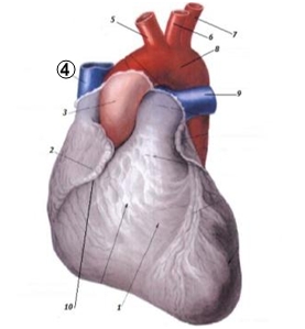 Какие отделы сердца кровоснабжает arteria coronaria dextra? - student2.ru