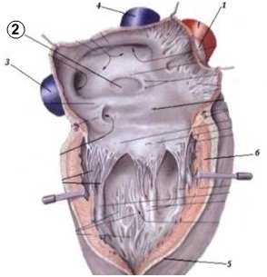 Какие отделы сердца кровоснабжает arteria coronaria dextra? - student2.ru