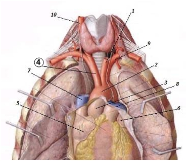 Какие отделы сердца кровоснабжает arteria coronaria dextra? - student2.ru