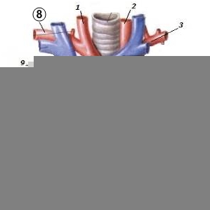 Какие отделы сердца кровоснабжает arteria coronaria dextra? - student2.ru