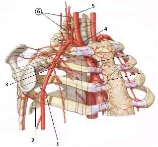 Какие отделы сердца кровоснабжает arteria coronaria dextra? - student2.ru