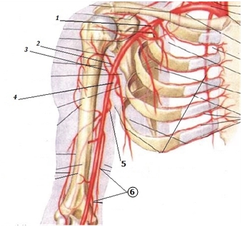 Какие отделы сердца кровоснабжает arteria coronaria dextra? - student2.ru