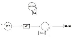 Каким образом могут делиться соматические клетки? - student2.ru