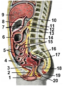 Какими номерами обозначены органы, расположенные интраперитонеально? - student2.ru