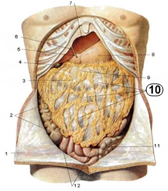 Какими номерами обозначены органы, расположенные интраперитонеально? - student2.ru