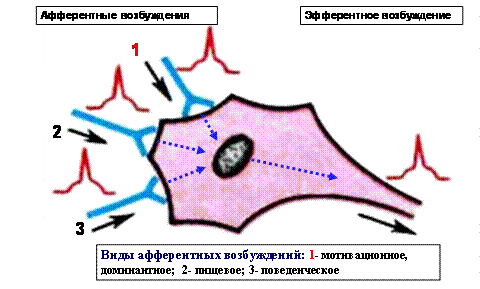 Какова общая структура сенсорных систем? - student2.ru