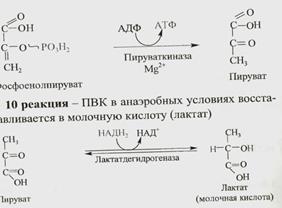 Какой обмен нарушен у ребенка. Как называется витамин? - student2.ru