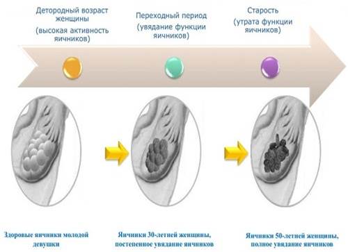 Капсулы «Супер Серен» предназначен исключительно для женщин. - student2.ru